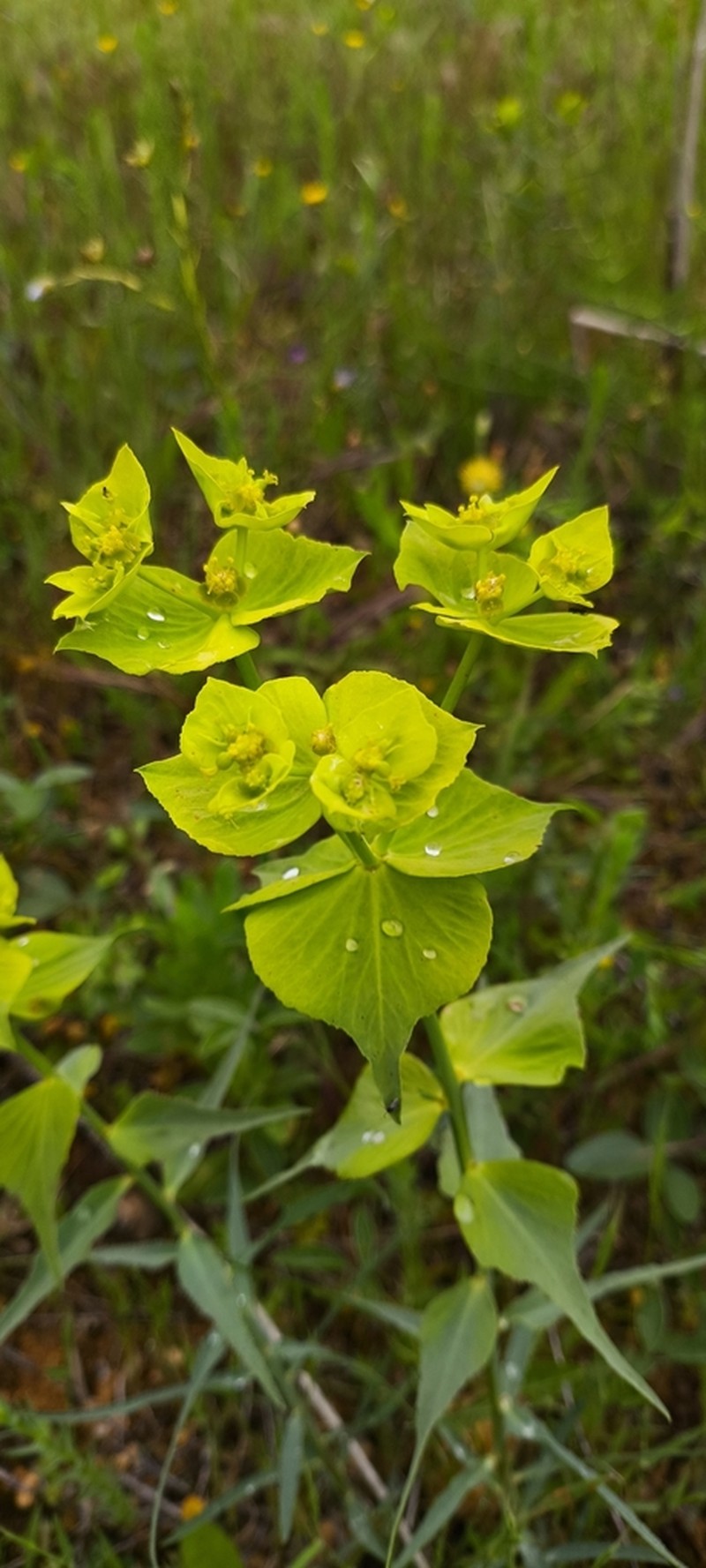 Serrate Spurge photo 6