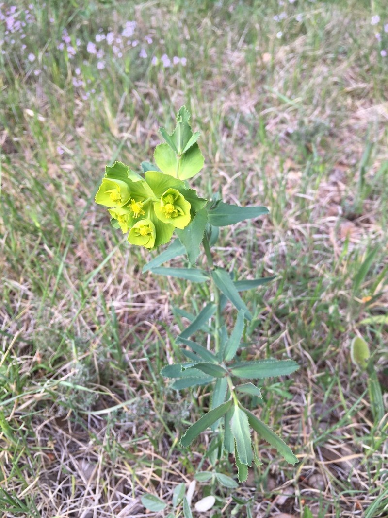Serrate Spurge photo 7