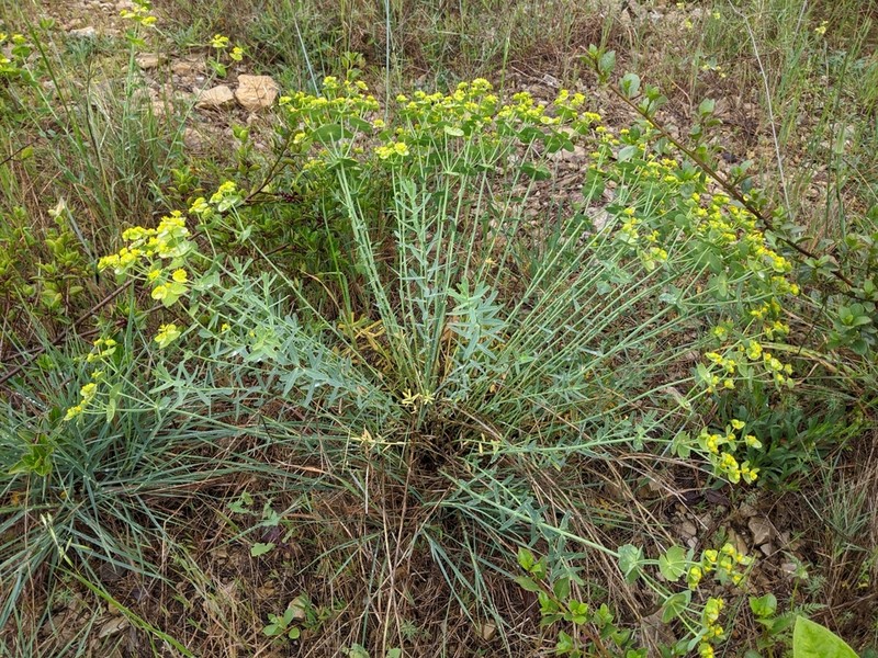 Serrate Spurge photo 8
