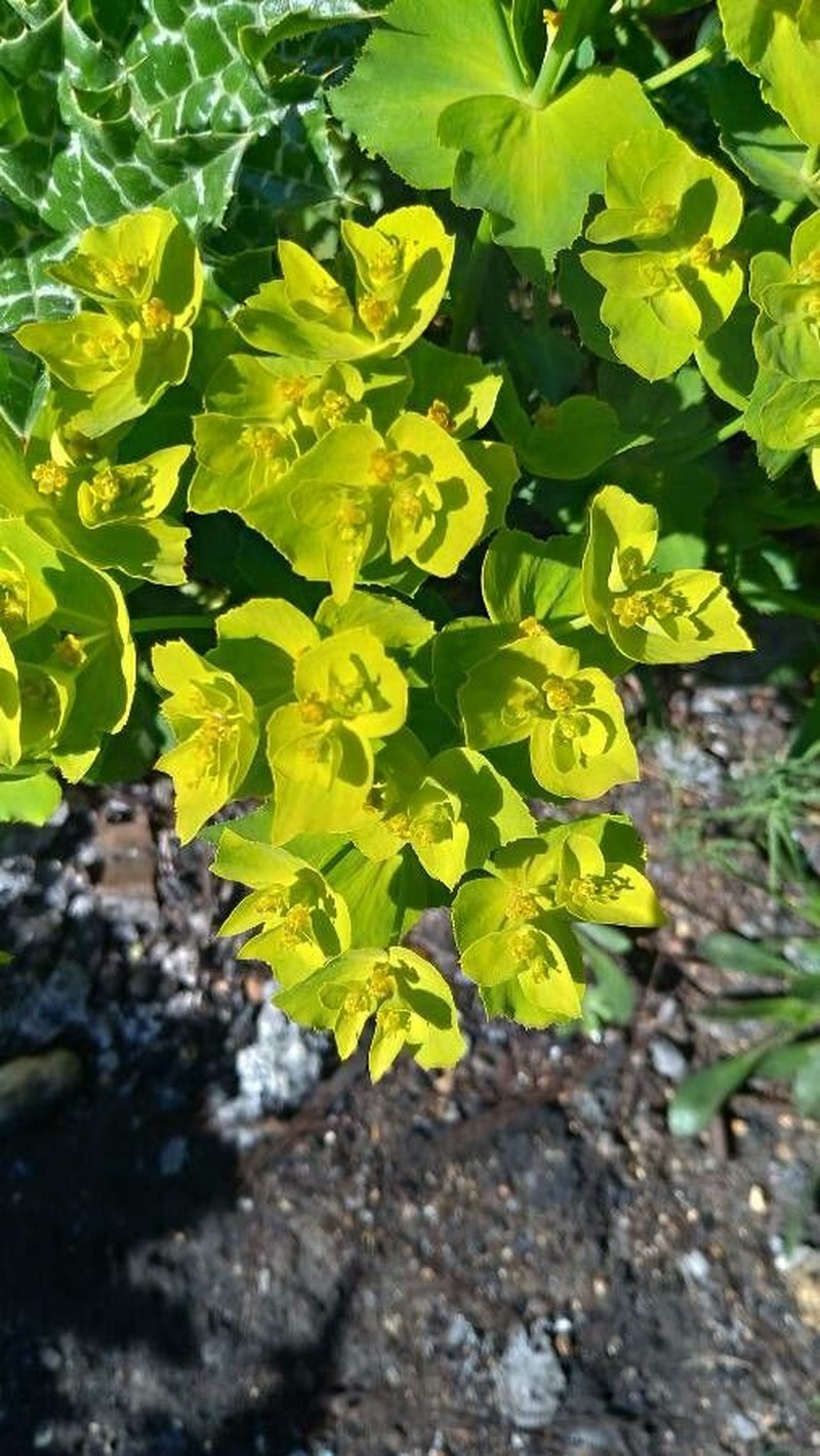 Serrate Spurge photo 4