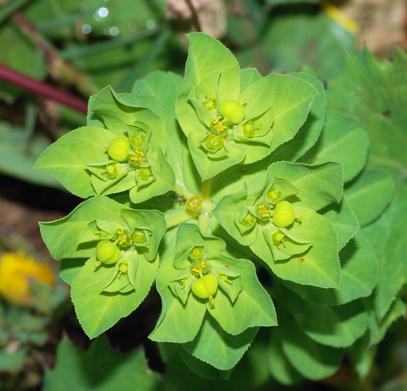 Serrate Spurge