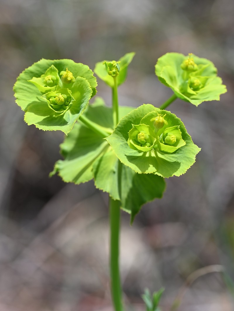Serrate Spurge photo 2