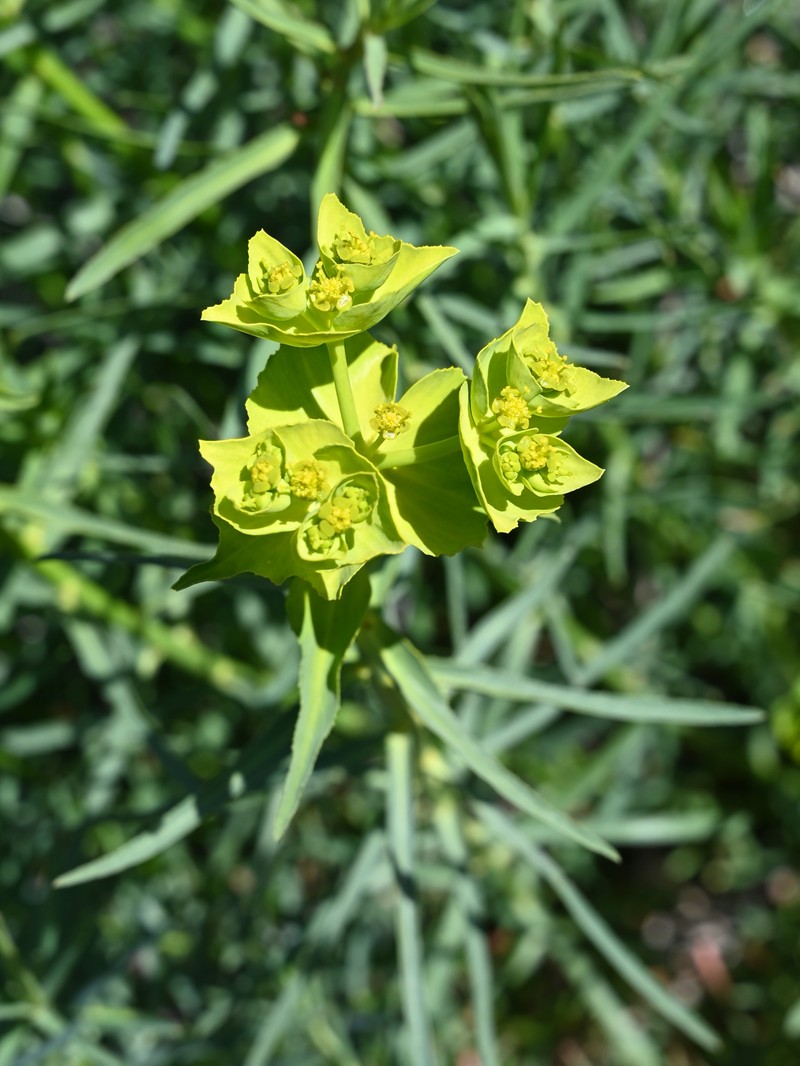 Serrate Spurge photo 3