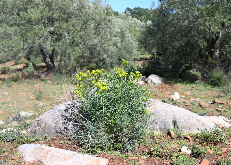 Serrate Spurge photo 5