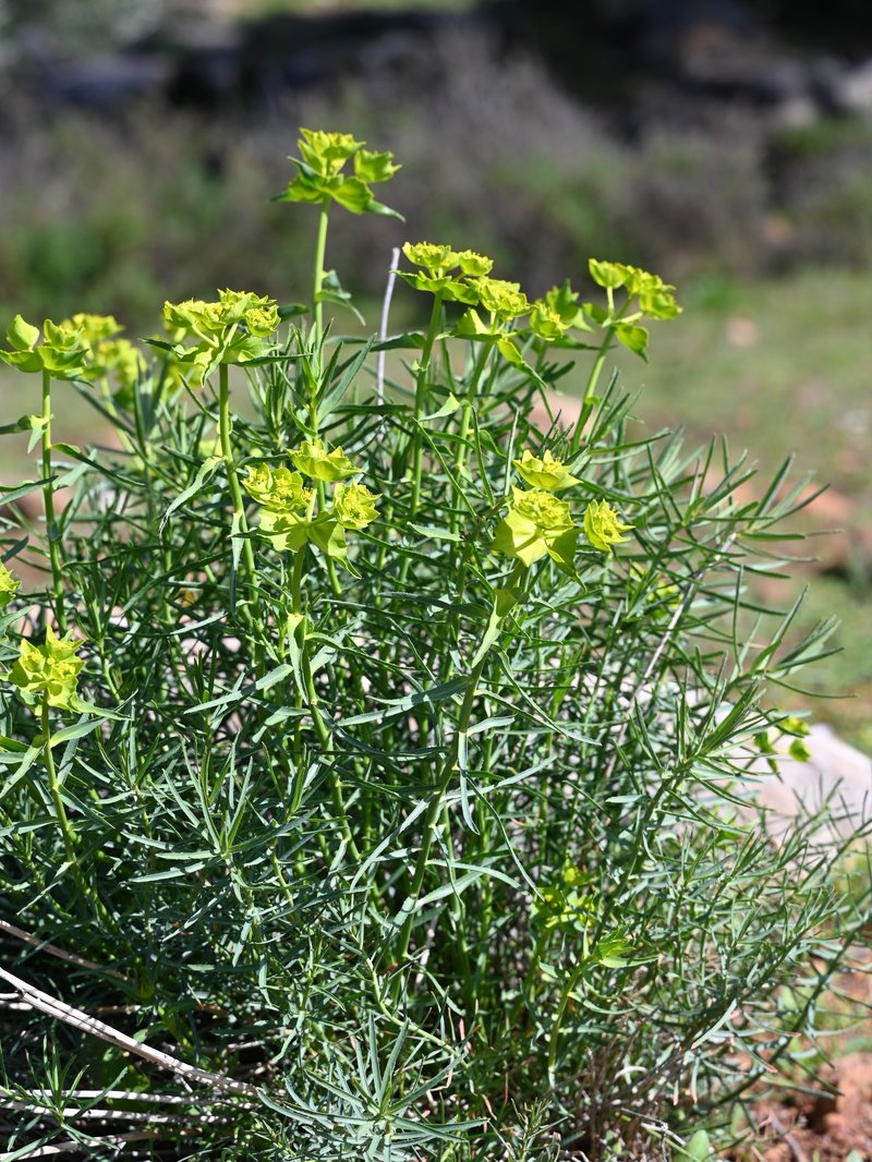 Serrate Spurge photo 6