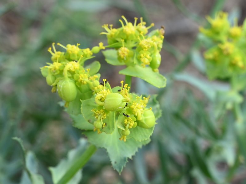 Serrate Spurge photo 7