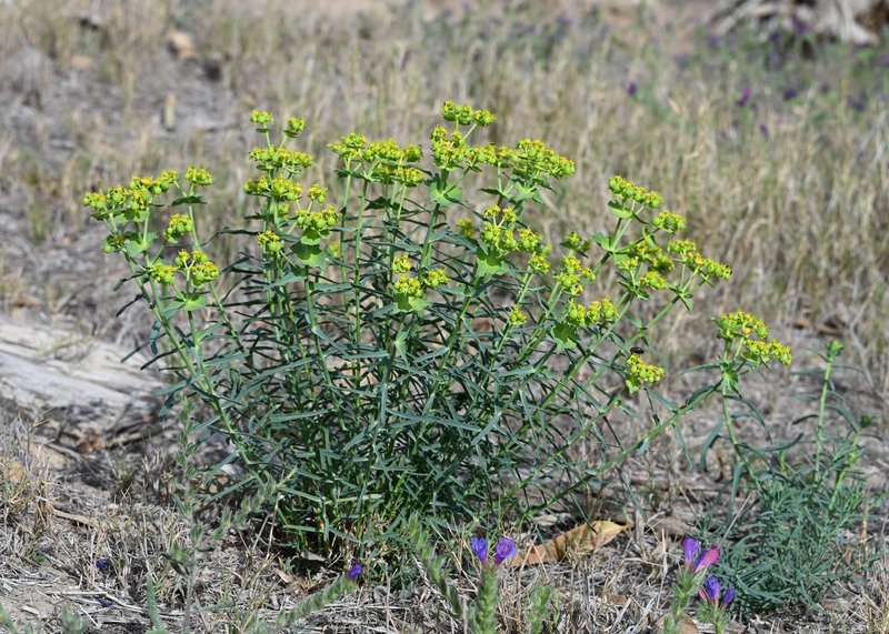 Serrate Spurge photo 8