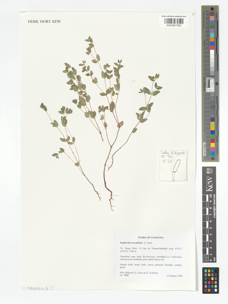 Euphorbia serratifolia