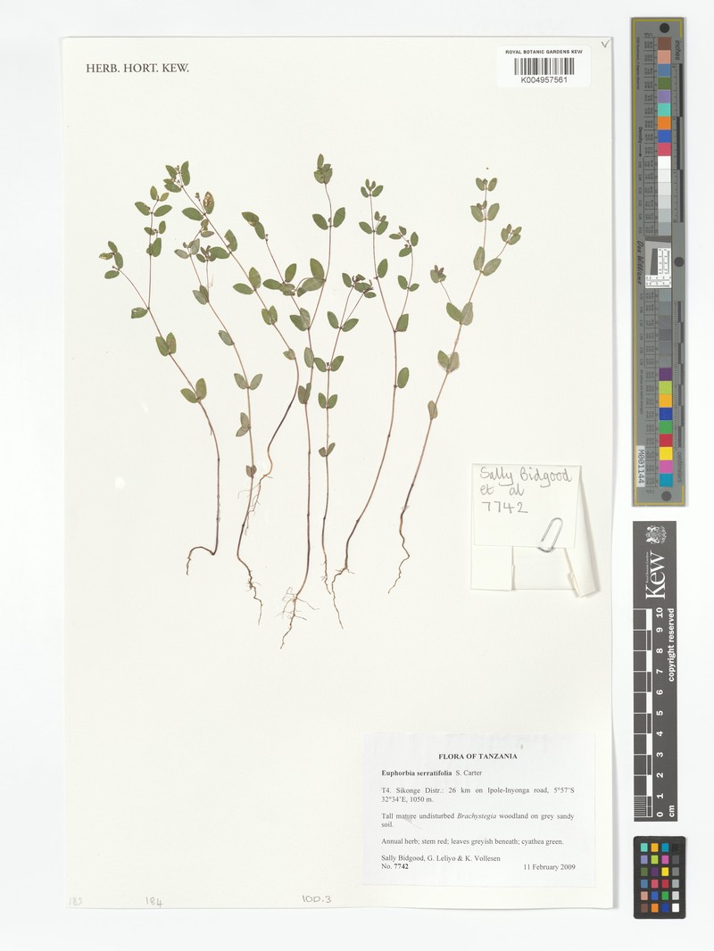 Euphorbia serratifolia photo 2