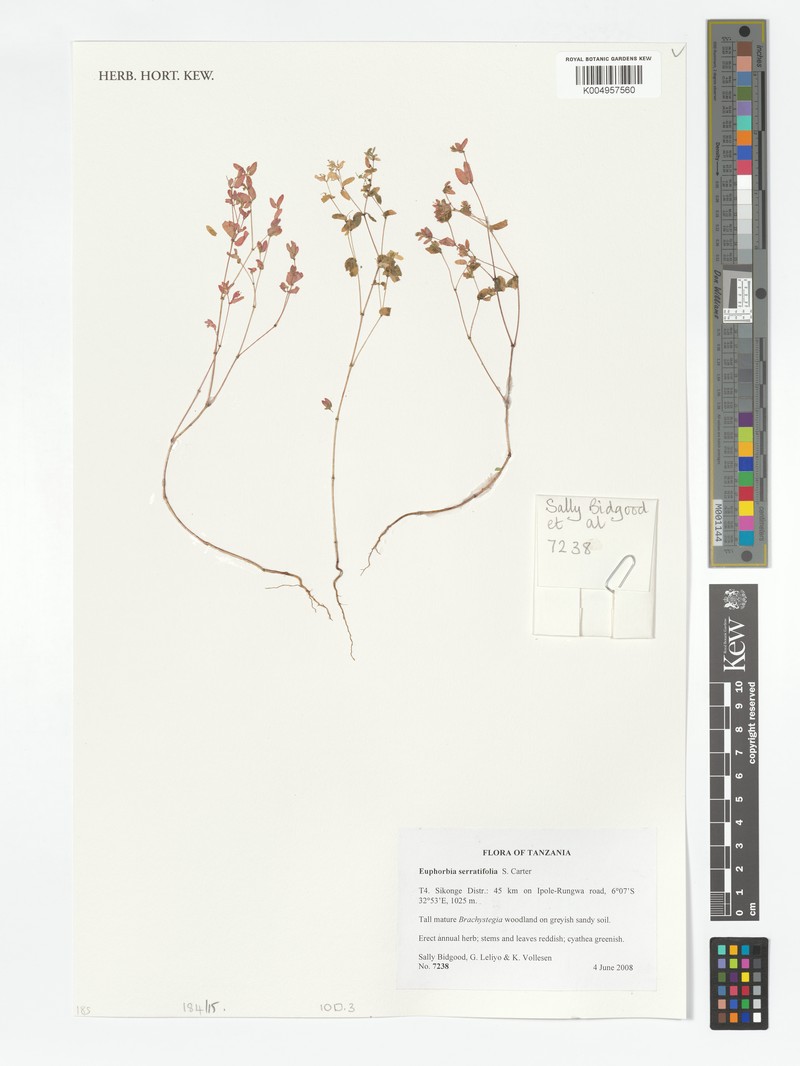 Euphorbia serratifolia photo 3