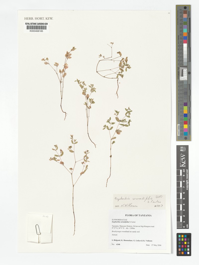 Euphorbia serratifolia photo 4