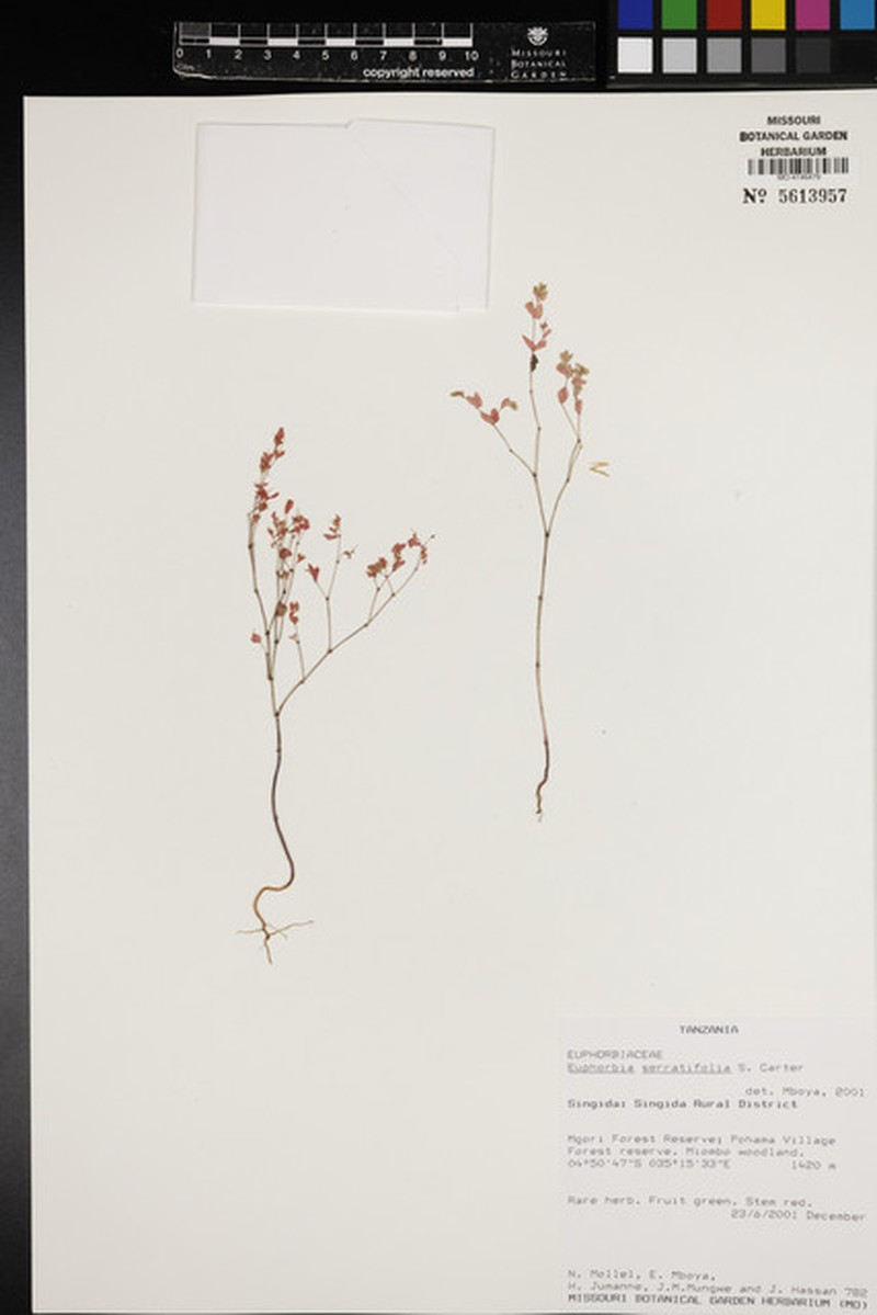 Euphorbia serratifolia photo 5