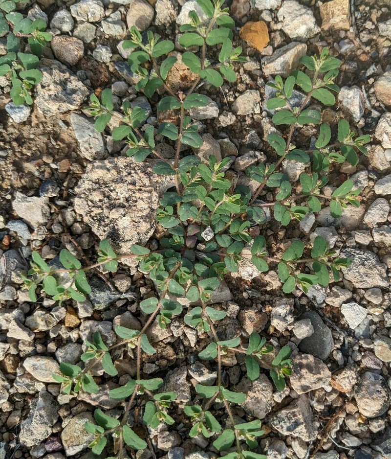 Sawtooth Sandmat photo 8