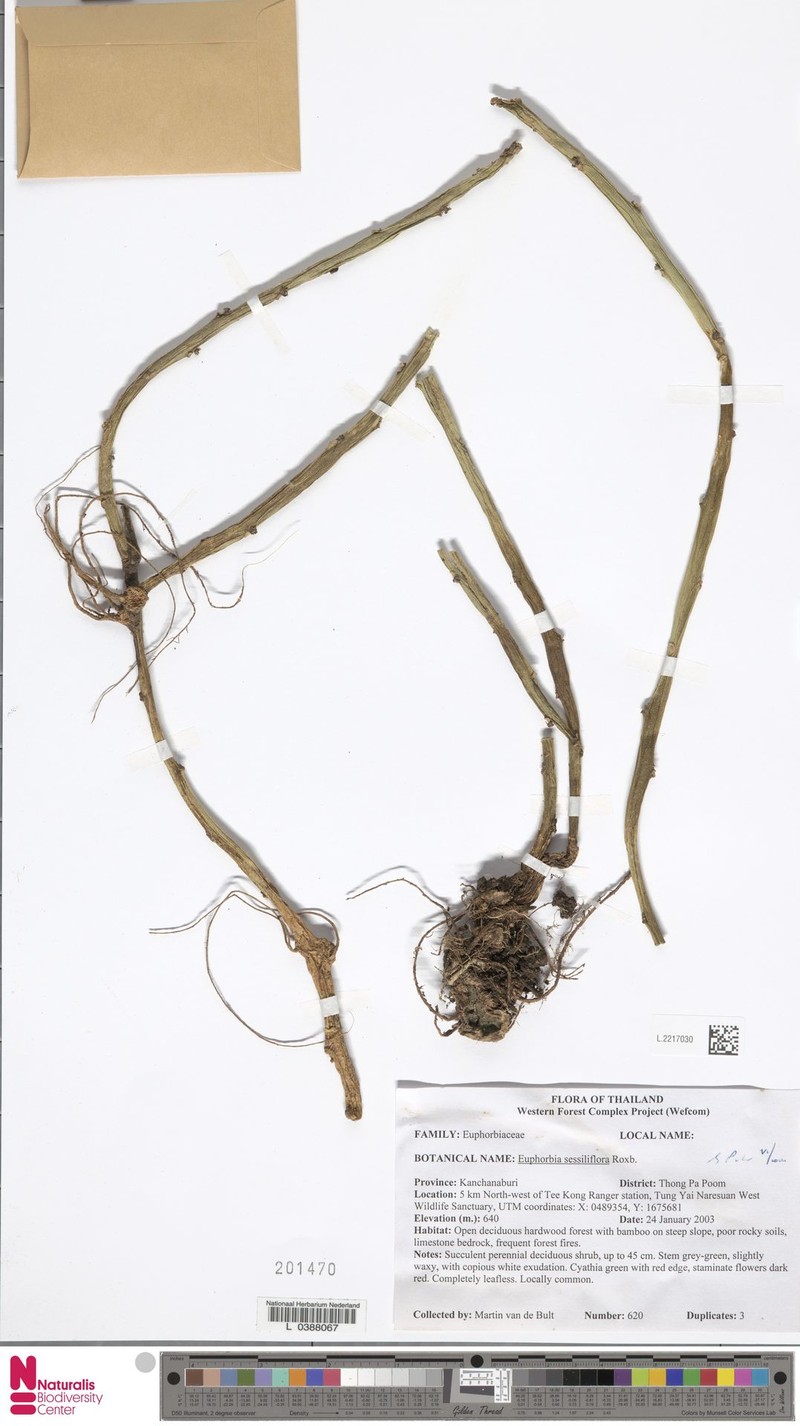 Euphorbia sessiliflora