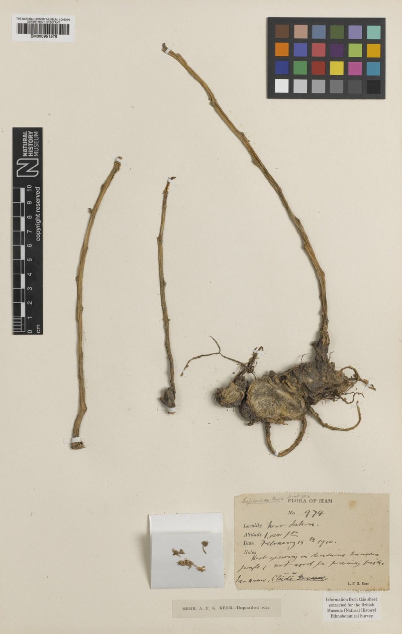Euphorbia sessiliflora photo 2