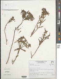 Euphorbia sessilifolia