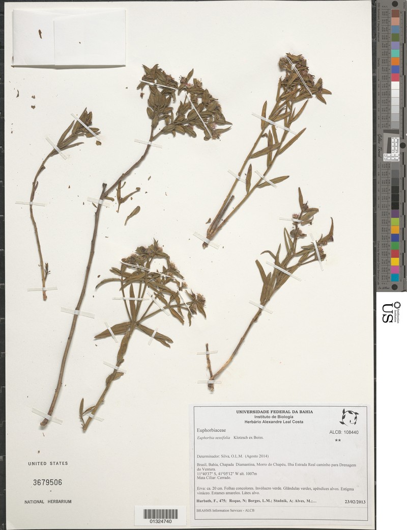 Euphorbia sessilifolia