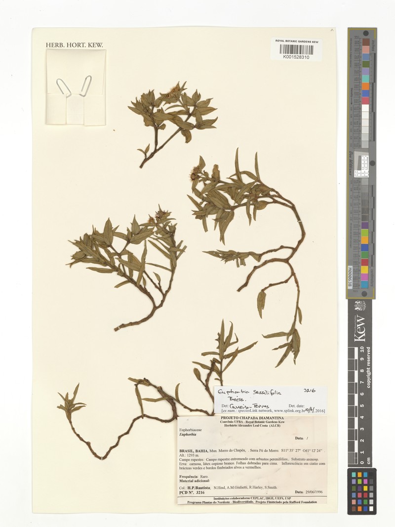Euphorbia sessilifolia photo 2