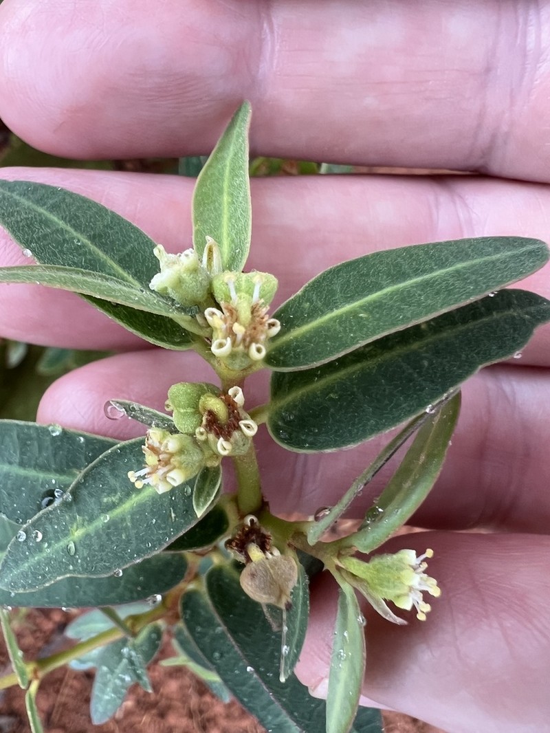 Euphorbia setosa