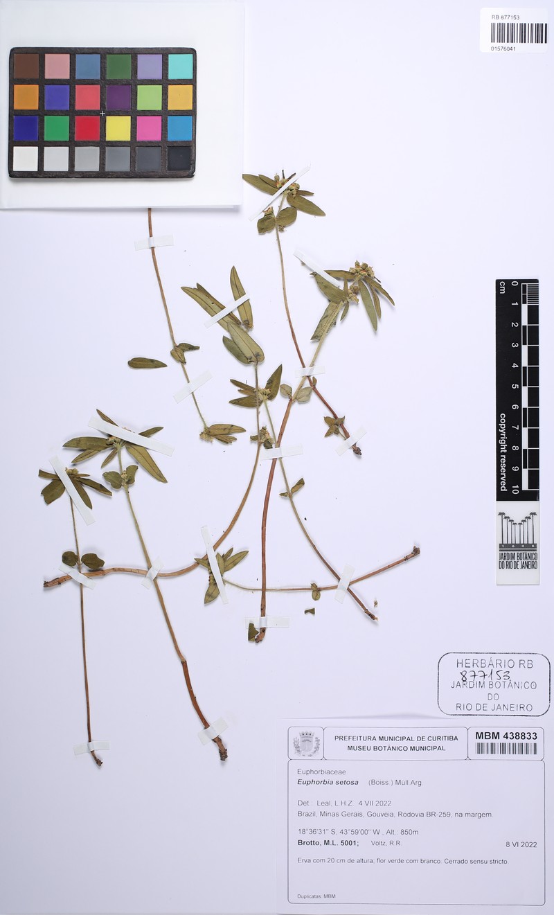 Euphorbia setosa photo 3