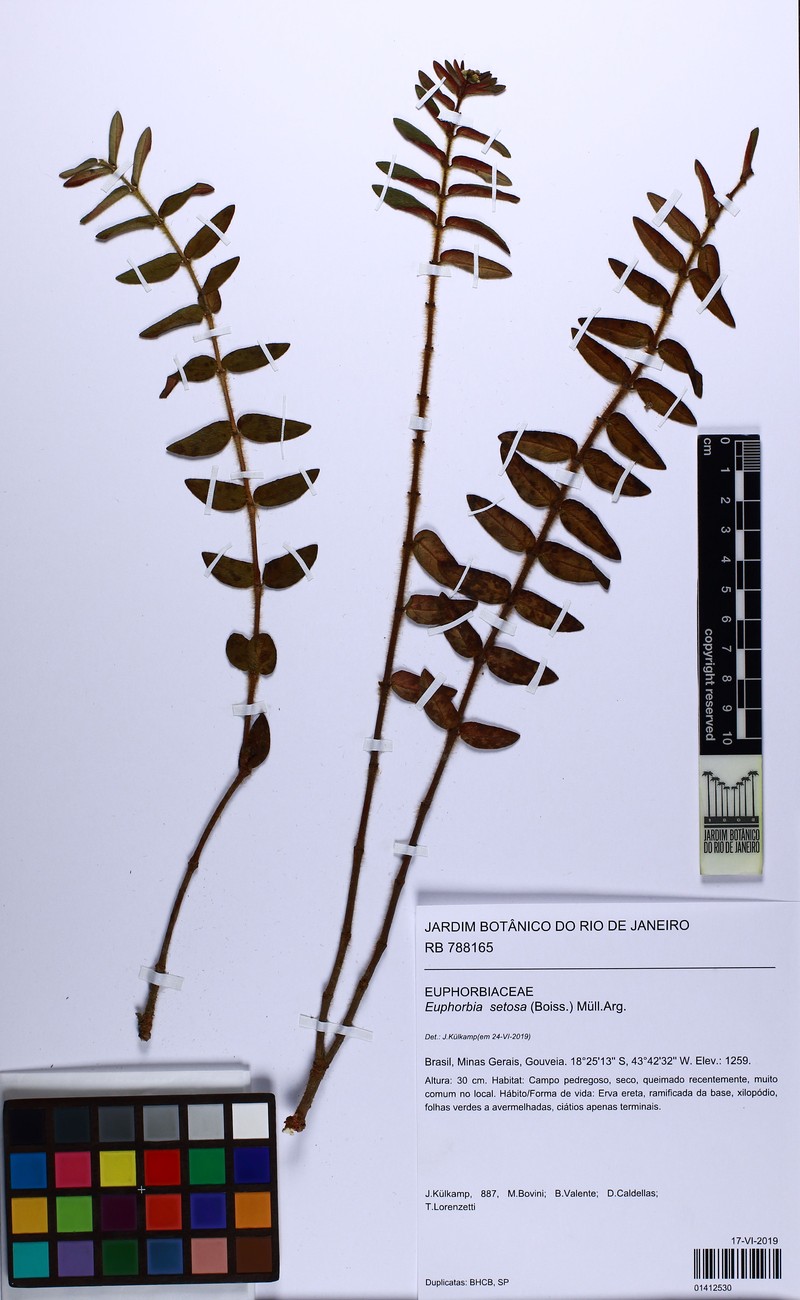 Euphorbia setosa photo 4