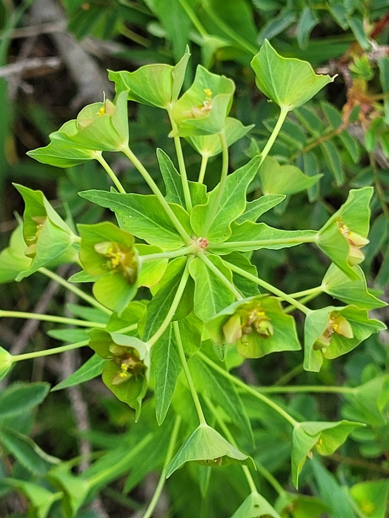 Euphorbia sewerzowii