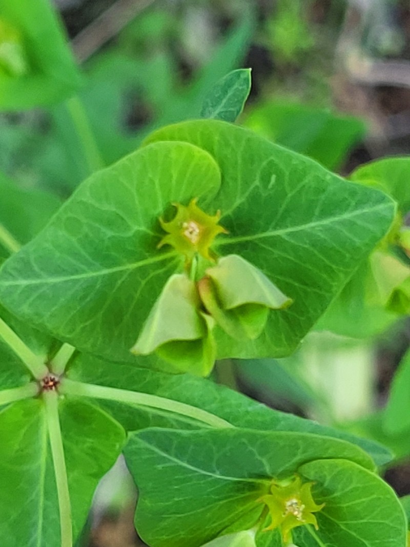 Euphorbia sewerzowii photo 2