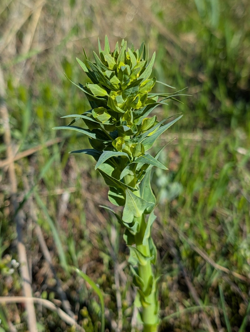 Euphorbia sewerzowii photo 6