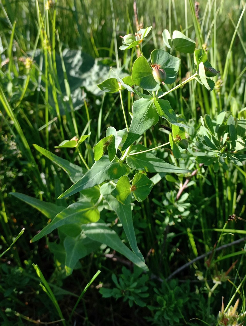Euphorbia sewerzowii photo 7