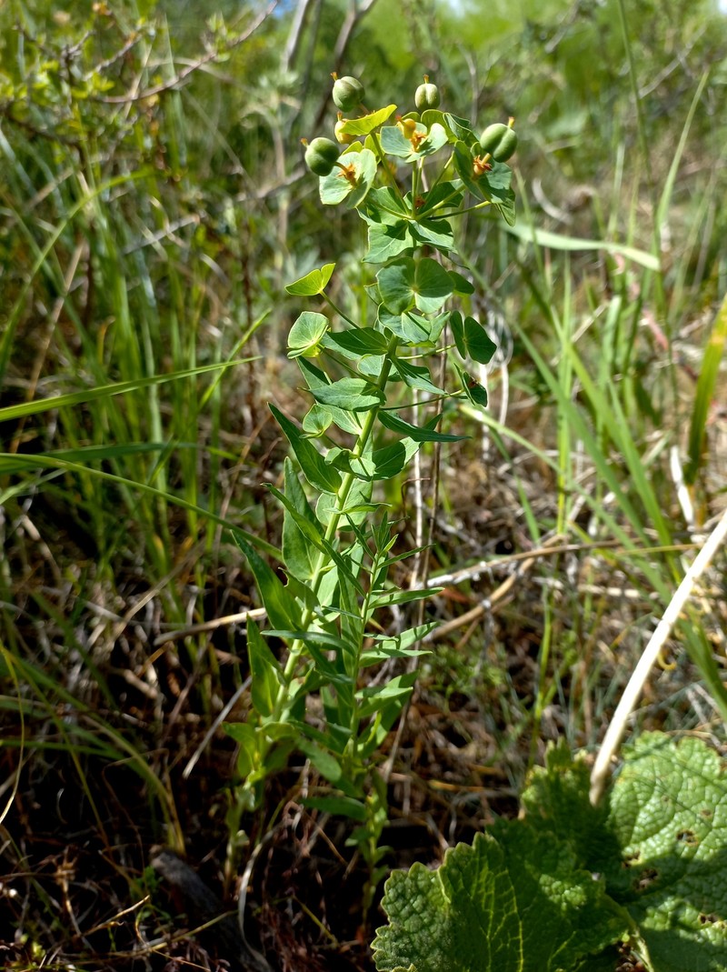 Euphorbia sewerzowii photo 8