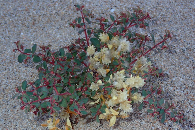 Euphorbia sharkoensis