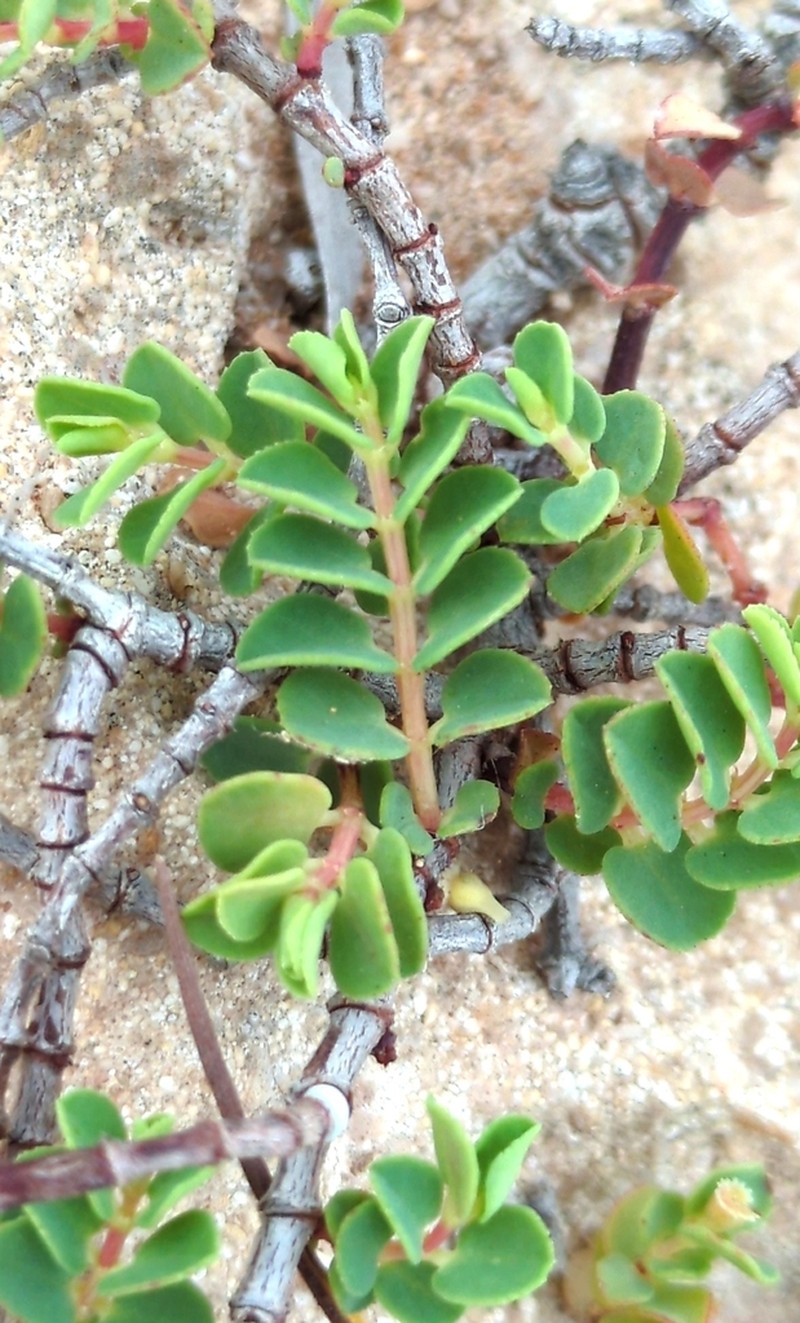 Euphorbia sharkoensis photo 2