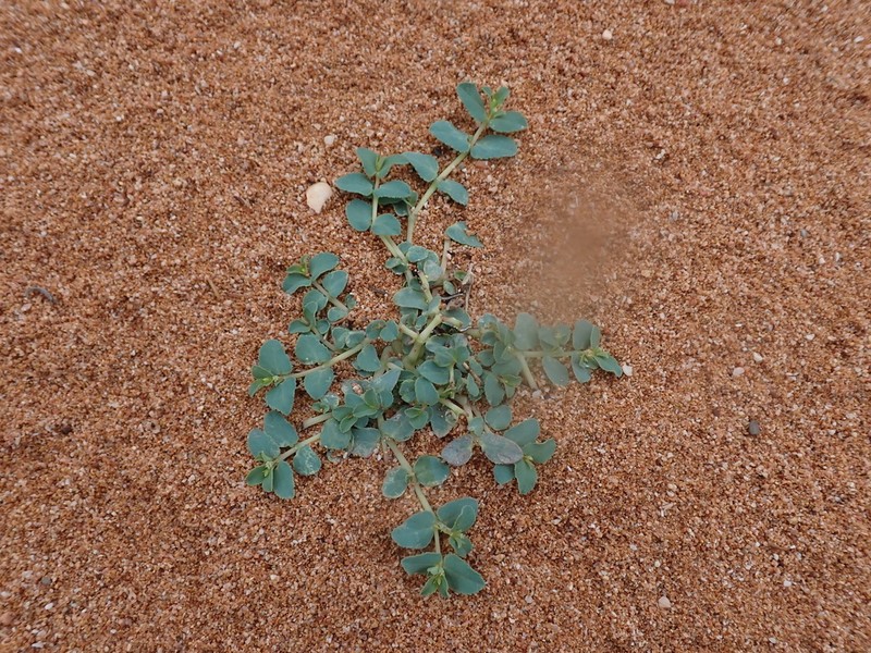 Euphorbia sharkoensis photo 3