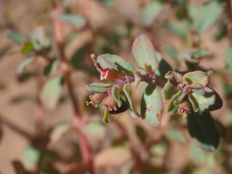 Euphorbia sharkoensis photo 4
