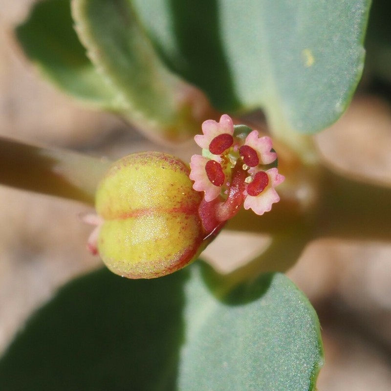 Euphorbia sharkoensis photo 5