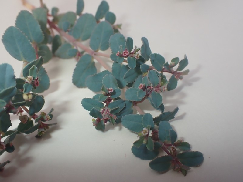Euphorbia sharkoensis photo 6
