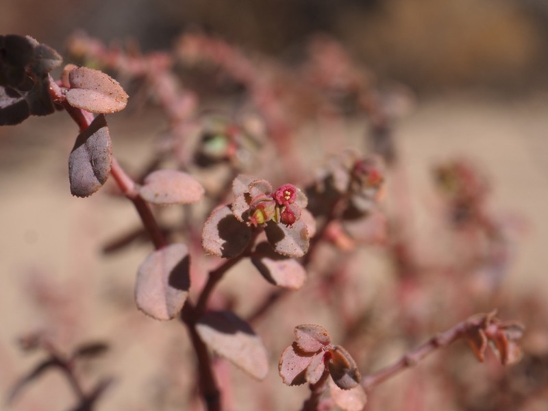 Euphorbia sharkoensis photo 7