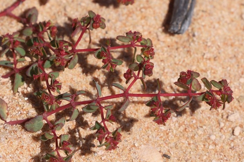 Euphorbia sharkoensis photo 8