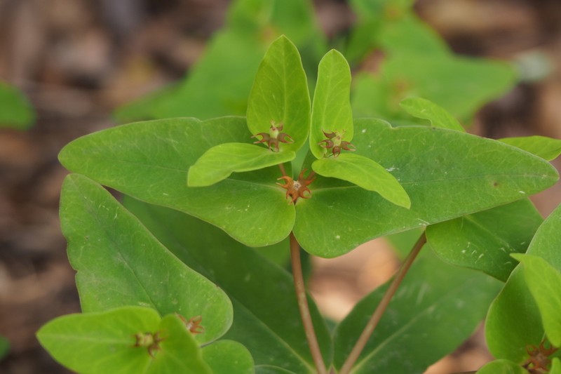 Euphorbia sieboldiana photo 2