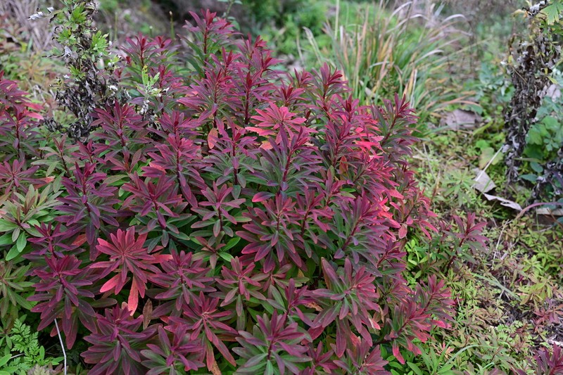 Euphorbia sieboldiana photo 3