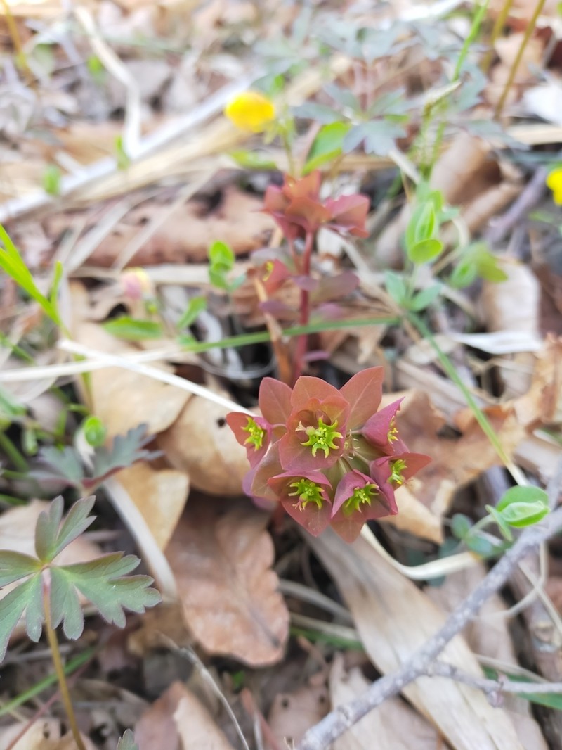 Euphorbia sieboldiana photo 4