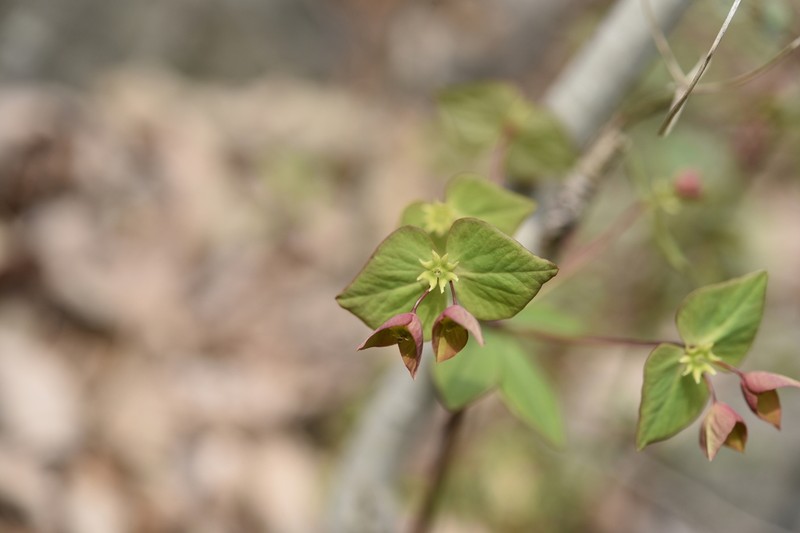 Euphorbia sieboldiana photo 5