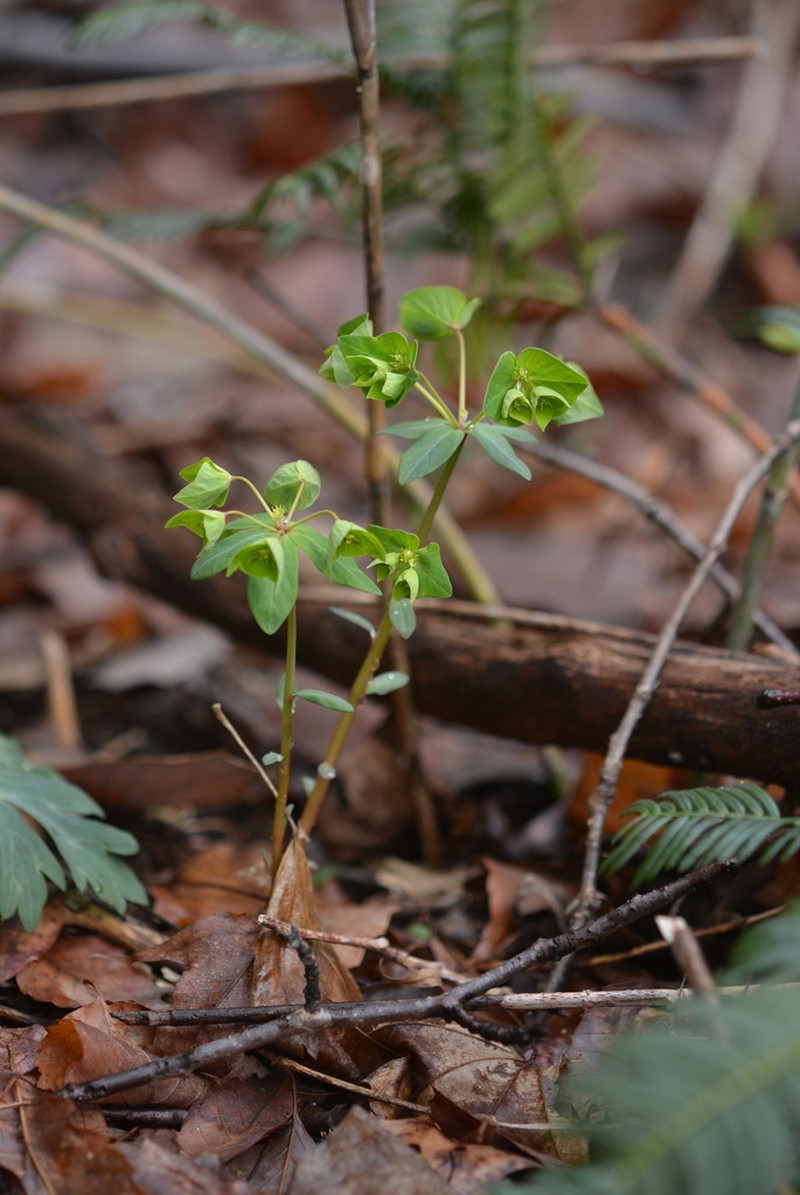 Euphorbia sieboldiana photo 6