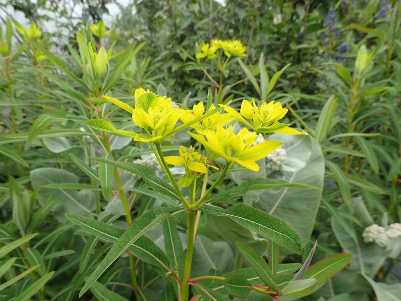 Euphorbia sikkimensis