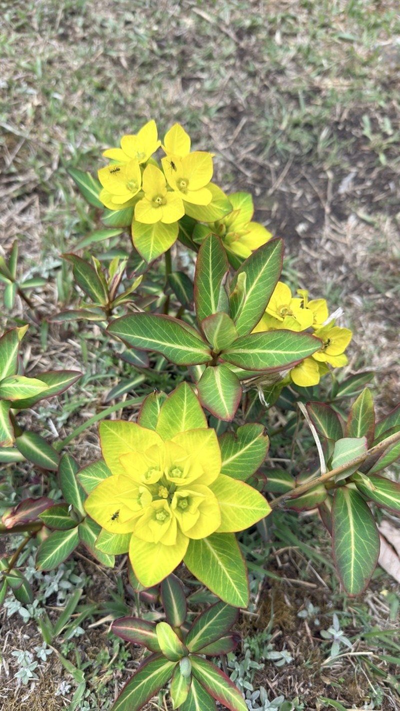 Euphorbia sikkimensis photo 2