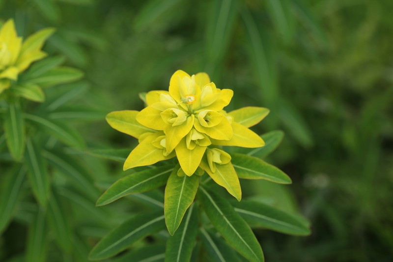 Euphorbia sikkimensis photo 3
