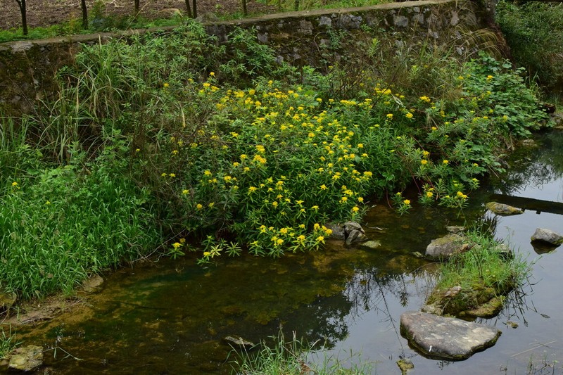 Euphorbia sikkimensis photo 4
