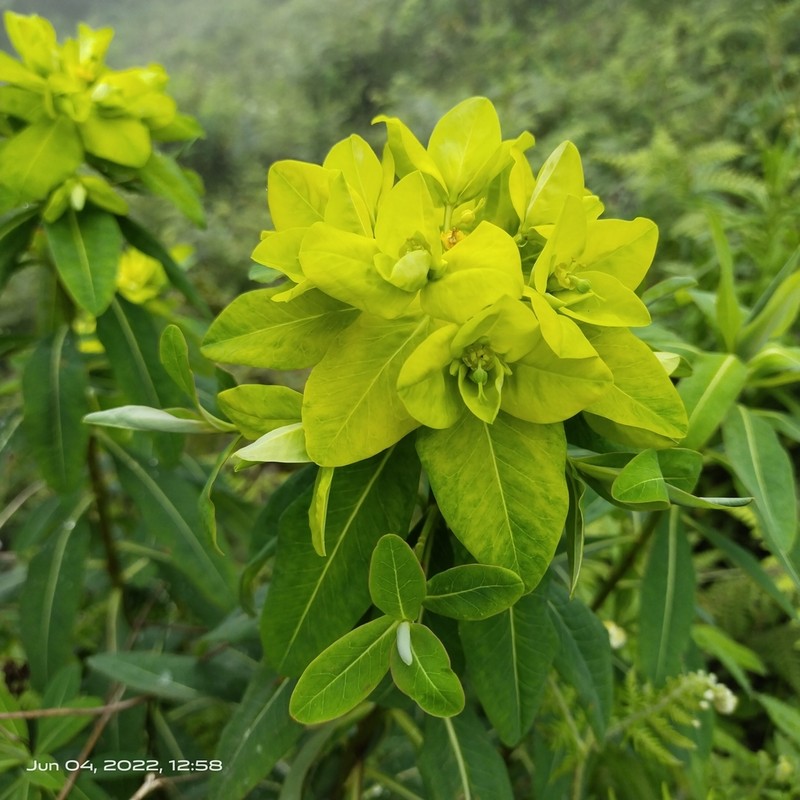 Euphorbia sikkimensis photo 5