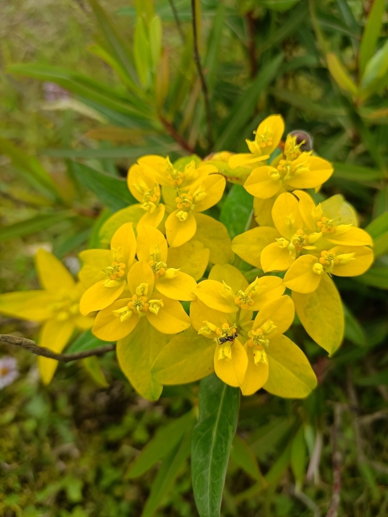 Euphorbia sikkimensis photo 6