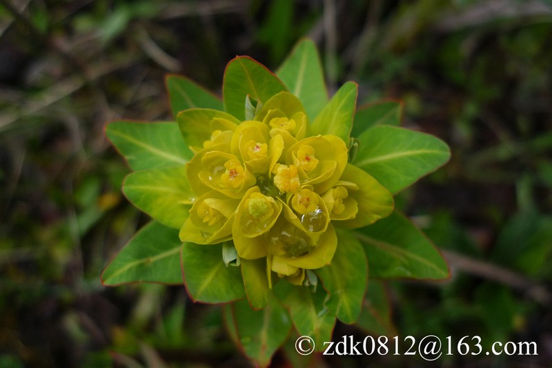 Euphorbia sikkimensis photo 7